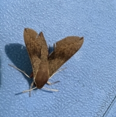 Hippotion scrofa at Pialligo, ACT - 10 Feb 2022 06:16 AM