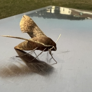 Hippotion scrofa at Pialligo, ACT - 10 Feb 2022 06:16 AM