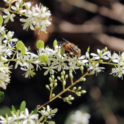 Eristalinus punctulatus (Golden Native Drone Fly) at Yackandandah, VIC - 6 Feb 2022 by KylieWaldon