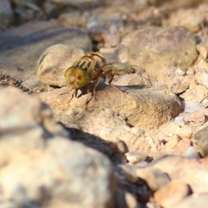 Eristalinus punctulatus at Yackandandah, VIC - 6 Feb 2022 08:59 AM