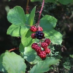 Rubus leucostachys at Yackandandah, VIC - 6 Feb 2022 by KylieWaldon