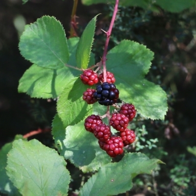 Rubus leucostachys at Yackandandah, VIC - 5 Feb 2022 by KylieWaldon