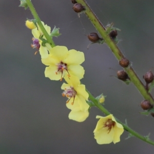 Verbascum virgatum at Yackandandah, VIC - 6 Feb 2022