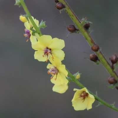 Verbascum virgatum (Green Mullein) at Yackandandah, VIC - 6 Feb 2022 by KylieWaldon