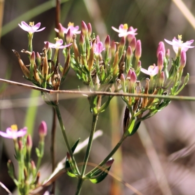 Centaurium erythraea (Common Centaury) at Yackandandah, VIC - 6 Feb 2022 by KylieWaldon