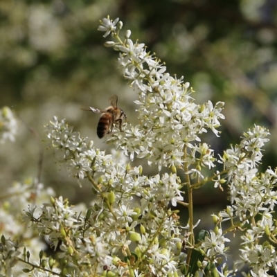 Apis mellifera (European honey bee) at Yackandandah, VIC - 6 Feb 2022 by KylieWaldon