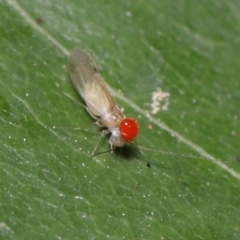 Psocodea 'Psocoptera' sp. (order) (Unidentified plant louse) at Tidbinbilla Nature Reserve - 7 Feb 2022 by TimL