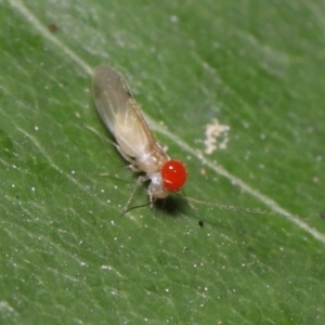 Psocodea 'Psocoptera' sp. (order) at Paddys River, ACT - 8 Feb 2022 10:39 AM