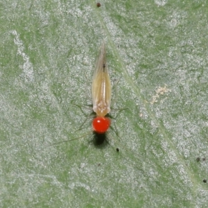 Psocodea 'Psocoptera' sp. (order) at Paddys River, ACT - 8 Feb 2022 10:39 AM