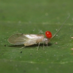 Psocodea 'Psocoptera' sp. (order) at Paddys River, ACT - 8 Feb 2022 10:39 AM