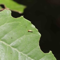 Psocodea 'Psocoptera' sp. (order) at Paddys River, ACT - 8 Feb 2022