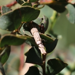 Lepidoscia arctiella at Yackandandah, VIC - 6 Feb 2022 by KylieWaldon