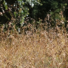 Themeda triandra (Kangaroo Grass) at Yackandandah, VIC - 6 Feb 2022 by KylieWaldon