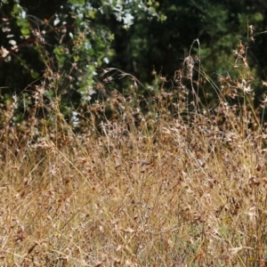 Themeda triandra at Yackandandah, VIC - 6 Feb 2022