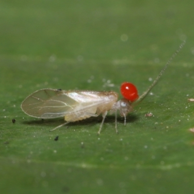 Acari (informal subclass) (Unidentified mite) at Tidbinbilla Nature Reserve - 7 Feb 2022 by TimL