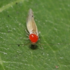 Acari (informal subclass) at Paddys River, ACT - 8 Feb 2022 10:39 AM