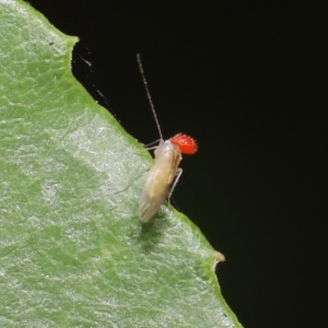 Acari (informal subclass) at Paddys River, ACT - 8 Feb 2022 10:39 AM