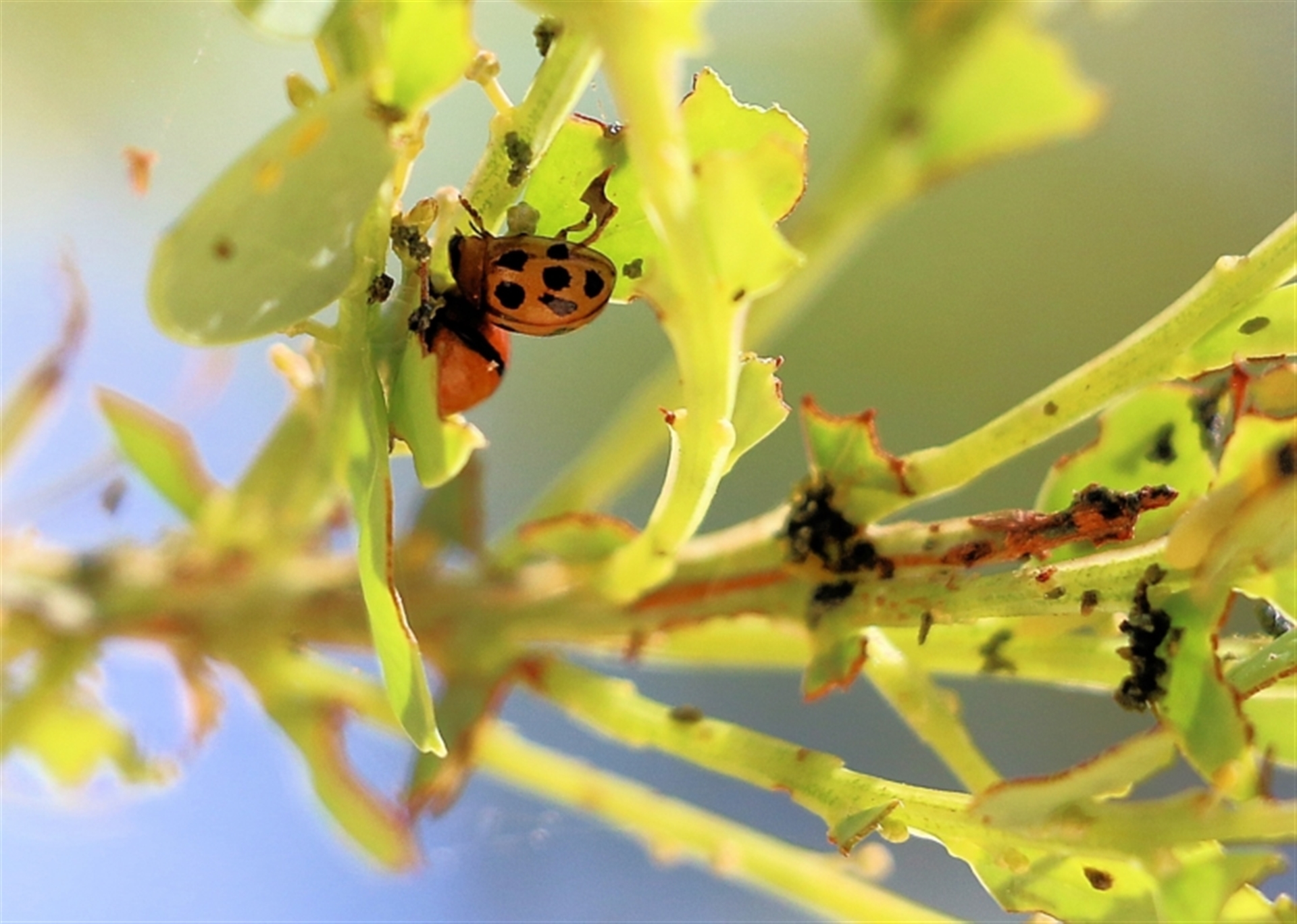 Cleobora mellyi at Yackandandah, VIC - 6 Feb 2022 09:21 AM