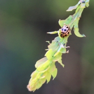 Cleobora mellyi at Yackandandah, VIC - 6 Feb 2022