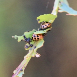 Cleobora mellyi at Yackandandah, VIC - 6 Feb 2022