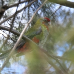 Platycercus elegans (Crimson Rosella) at Amaroo, ACT - 7 Feb 2022 by TrishGungahlin