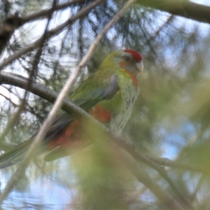 Platycercus elegans at Amaroo, ACT - 7 Feb 2022 02:41 PM