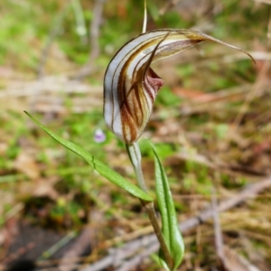 Diplodium coccinum at Captains Flat, NSW - suppressed