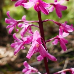 Dipodium roseum at Captains Flat, NSW - 9 Feb 2022