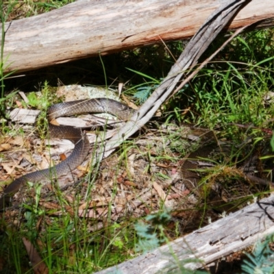 Pseudonaja textilis (Eastern Brown Snake) at Captains Flat, NSW - 9 Feb 2022 by MB