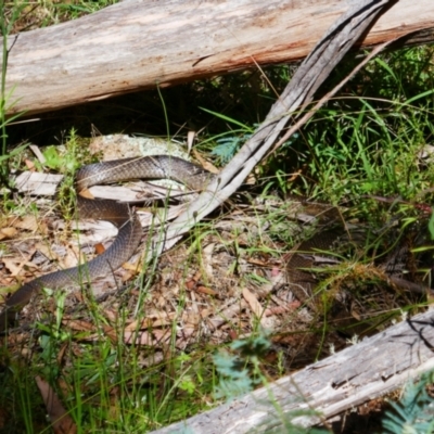 Pseudonaja textilis (Eastern Brown Snake) at QPRC LGA - 8 Feb 2022 by MB