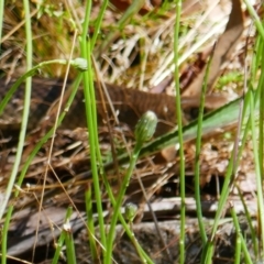 Pseudonaja textilis at Captains Flat, NSW - 9 Feb 2022