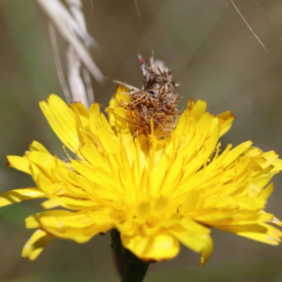 Heliocosma (genus - immature) (A tortrix or leafroller moth) at Yarralumla, ACT - 3 Feb 2022 by ConBoekel