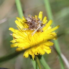 Heliocosma (genus - immature) at Blue Gum Point to Attunga Bay - 3 Feb 2022 11:14 AM