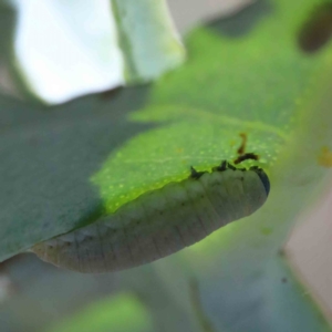 Paropsisterna m-fuscum at Yarralumla, ACT - 3 Feb 2022 11:24 AM