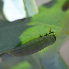 Paropsisterna m-fuscum (Eucalyptus Leaf Beetle) at Yarralumla, ACT - 3 Feb 2022 by ConBoekel