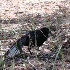 Corcorax melanorhamphos (White-winged Chough) at Yarralumla, ACT - 3 Feb 2022 by ConBoekel