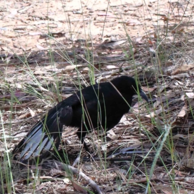 Corcorax melanorhamphos (White-winged Chough) at Yarralumla, ACT - 3 Feb 2022 by ConBoekel