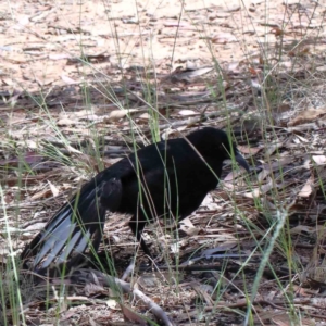 Corcorax melanorhamphos at Yarralumla, ACT - 3 Feb 2022