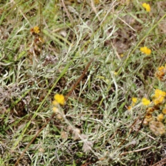 Chrysocephalum apiculatum (Common Everlasting) at Blue Gum Point to Attunga Bay - 3 Feb 2022 by ConBoekel