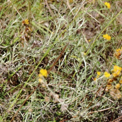 Chrysocephalum apiculatum (Common Everlasting) at Yarralumla, ACT - 3 Feb 2022 by ConBoekel