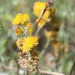 Chrysocephalum apiculatum at Yarralumla, ACT - 3 Feb 2022