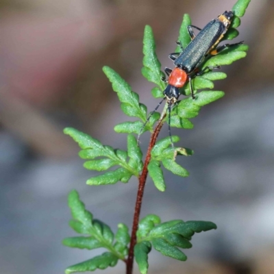 Cheilanthes sieberi subsp. sieberi (Narrow Rock Fern) at Blue Gum Point to Attunga Bay - 3 Feb 2022 by ConBoekel