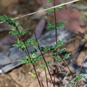 Cheilanthes sieberi subsp. sieberi at Yarralumla, ACT - 3 Feb 2022 11:00 AM