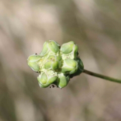 Sanguisorba minor (Salad Burnet, Sheep's Burnet) at Lake Burley Griffin West - 3 Feb 2022 by ConBoekel