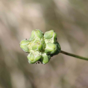 Sanguisorba minor at Yarralumla, ACT - 3 Feb 2022