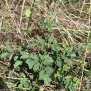 Sanguisorba minor at Yarralumla, ACT - 3 Feb 2022