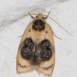 Garrha ocellifera at Melba, ACT - 13 Dec 2021 10:03 PM