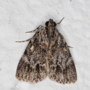 Spectrotrota fimbrialis at Melba, ACT - 13 Dec 2021 10:02 PM