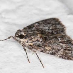 Spectrotrota fimbrialis at Melba, ACT - 13 Dec 2021 10:02 PM