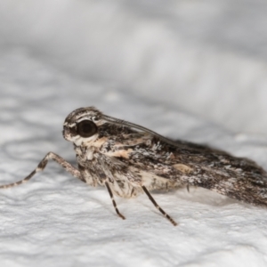 Spectrotrota fimbrialis at Melba, ACT - 13 Dec 2021 10:02 PM